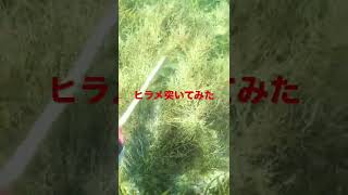 ヒラメ突いてみた