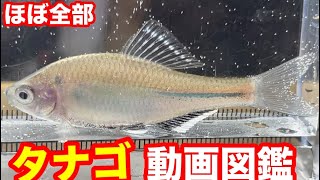 日本原産のタナゴはこんなに種類がある→ほぼ全部紹介しましたが間違いがありましたので概要欄に訂正いれました/留守にするとき水槽はどうする？オートフィーダーが役にたつが…【日本淡水魚】