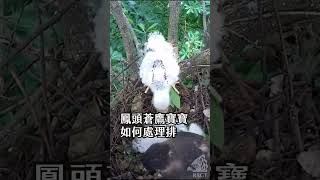 鳳頭蒼鷹寶寶如何處理排遺？ #鳳頭蒼鷹 #crestedgoshawk #animals #動物 #nestcam #nesting #nature #台灣猛禽研究會