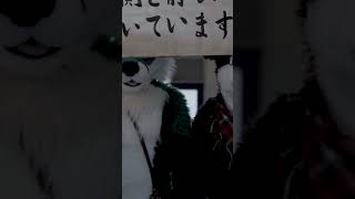 牛と狐 #animarch #着ぐるみ #fursuit