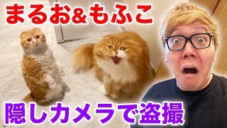 まるお&もふこを隠しカメラで盗撮したら信じられない光景が!!!【ヒカキンTV】