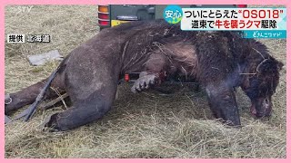 “やせた状態”だった　強い警戒心　牛を襲った忍者グマ「ＯＳＯ１８」駆除　地元は一安心
