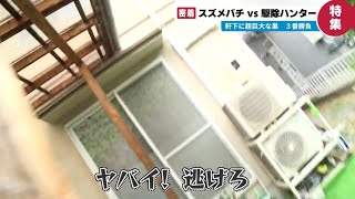 【密着】巨大な巣「スズメバチ1000匹」に挑むハンター 駆除の最前線
