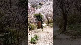 トトロの花トンネル 福島 花見山公園