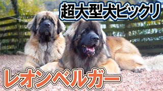 道行く人が振り返る！迫力満点レオンベルガー