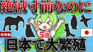 【総集編】絶滅寸前まで追い込まれているのに、実は日本で大繁殖！5選【ずんだもん＆ゆっくり解説】