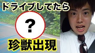 地元をドライブしてたら珍獣を発見！マスオの夏休み！