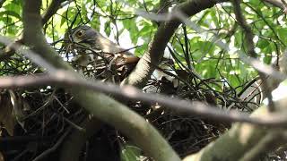 次生林一家/Ep12/0430/🍀🍀🐣鳳頭先生趨趕誤闖巢區的大冠鷲未成鳥 🐣鳳頭太太在巢內孵寶寶🐣
