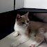 アイコン